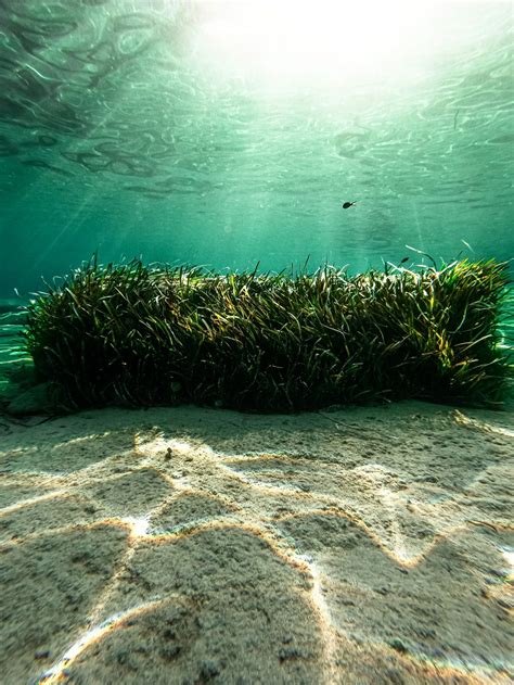 Magic Seaweed: Nature's Anti-Aging Secret